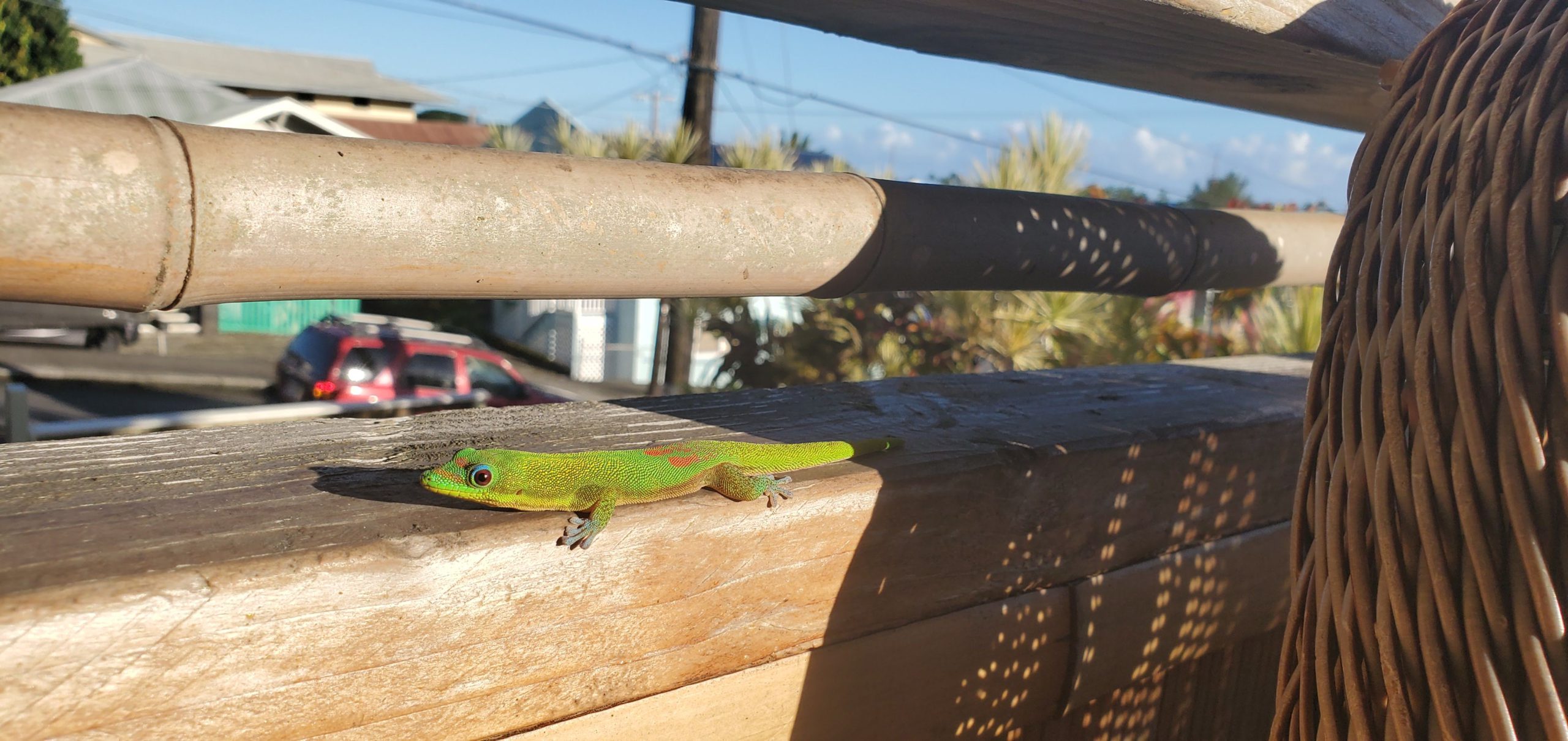 hawaii_hale_gecko
